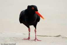 Schwarzer Austernfischer (13 von 14).jpg